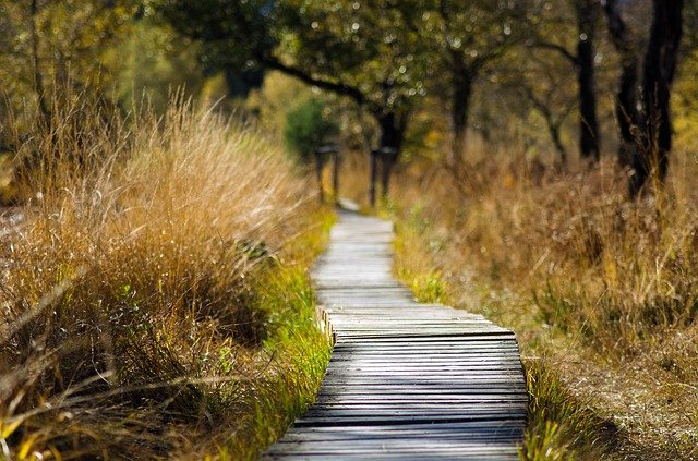 Pathways Through Paul Daily Devotional