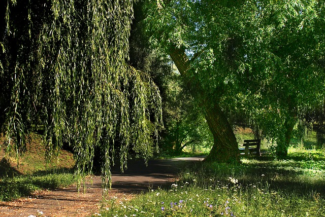 Pathways Through Paul Daily Devotional