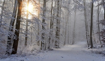 Pathways Through Paul Daily Devotional