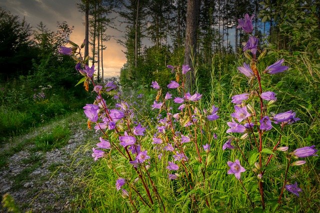 Pathways Through Paul Daily Devotional