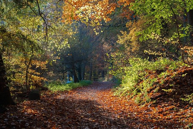 Pathways Through Paul Daily Devotional