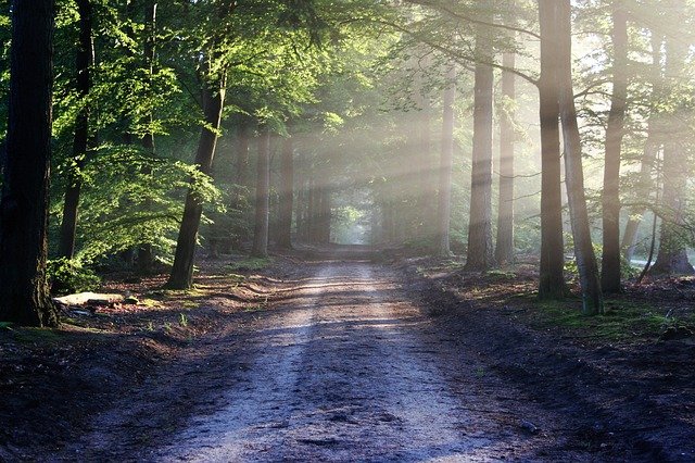 Pathways Through Paul Daily Devotional